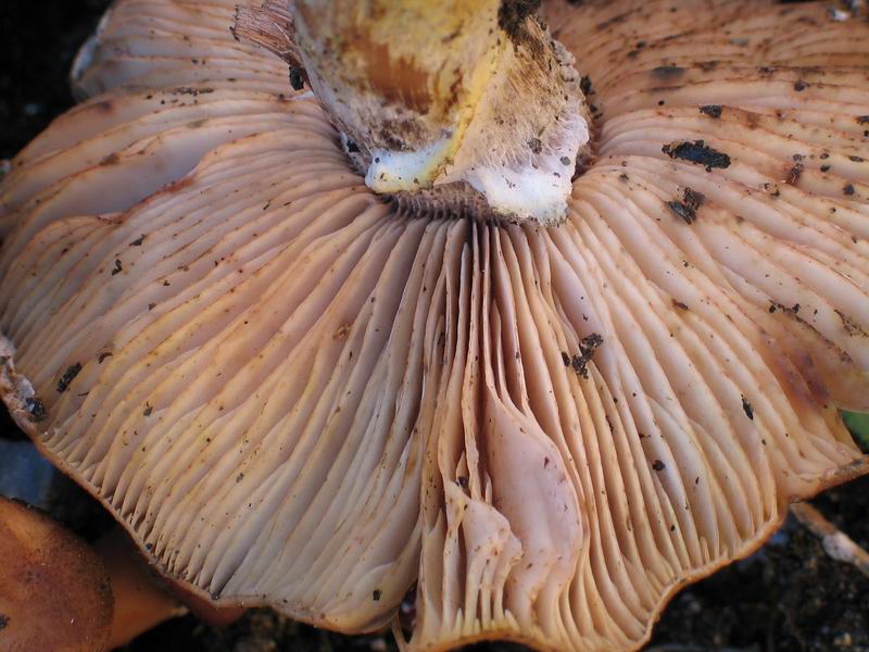 Armillaria ostoyae фото